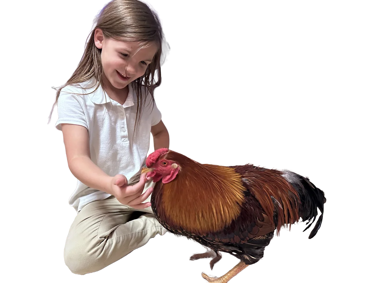 Brooke - Egg Handler