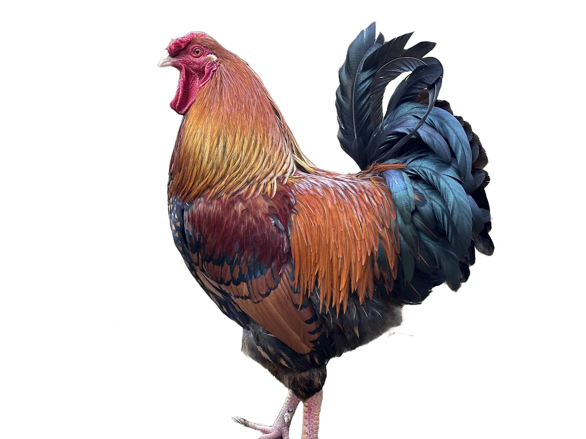 Joseph - Head of Security